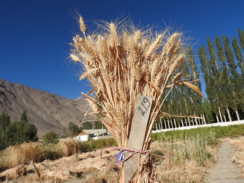 Experimental plot with wheat varieties created by MSRI in Tajikistan
