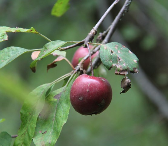 IMG 9975