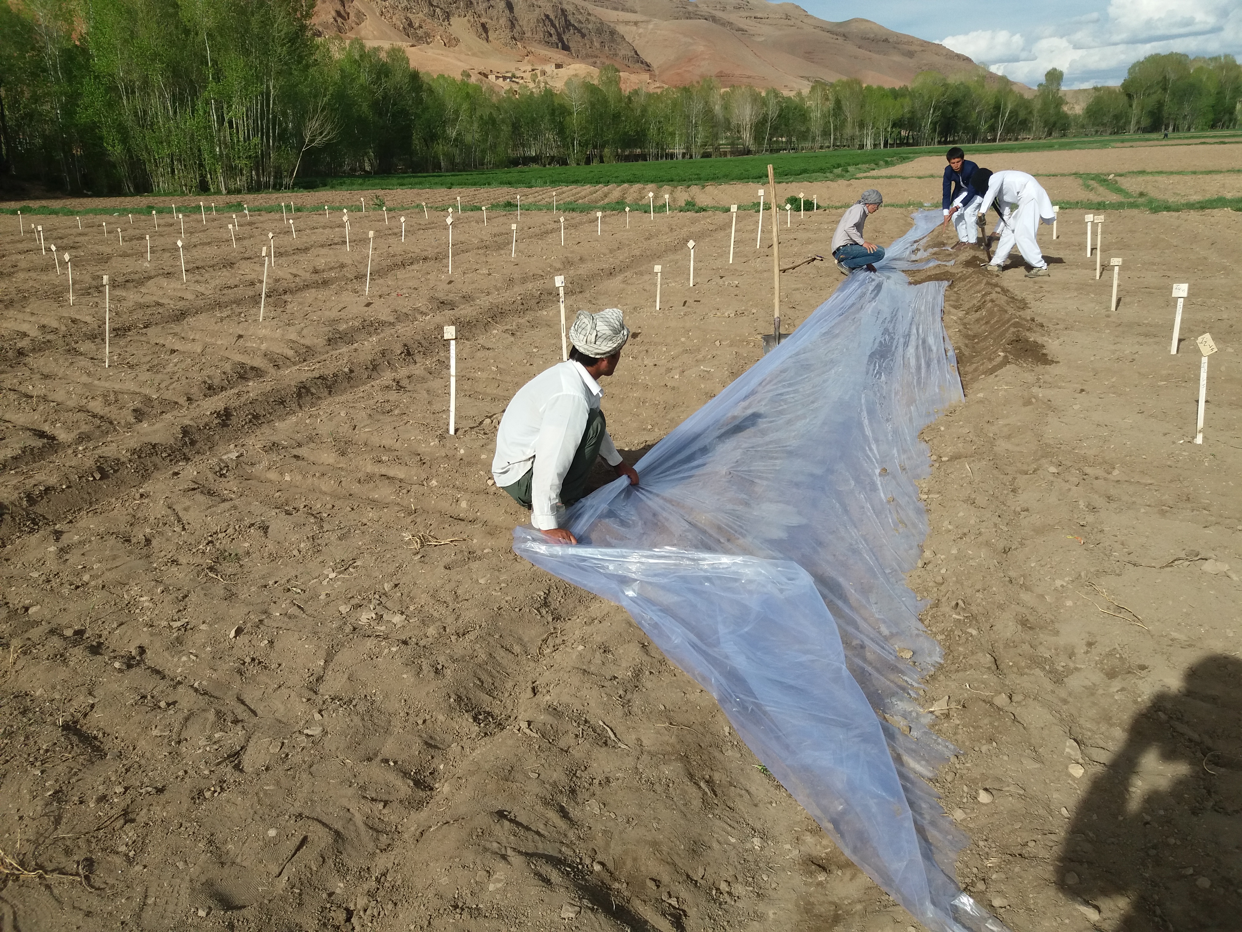 Bean Research Plots Being Established In Yakowlang District Bamyan Aziz Ali Khan